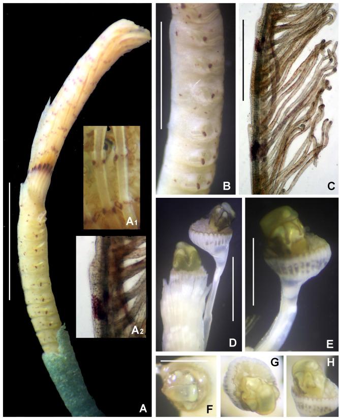 https://cdn.ncbi.nlm.nih.gov/pmc/blobs/8292/7511464/d9e880a68722/bdj-08-e57572-g013.jpg