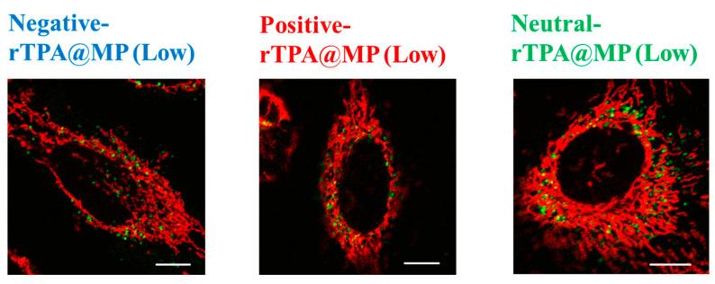 https://cdn.ncbi.nlm.nih.gov/pmc/blobs/8293/11050504/428ac0907057/ijms-25-04294-g007.jpg