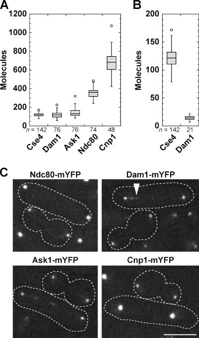 https://cdn.ncbi.nlm.nih.gov/pmc/blobs/8295/3257534/cfe85b41a0cd/JCB_201106078_GS_Fig5.jpg