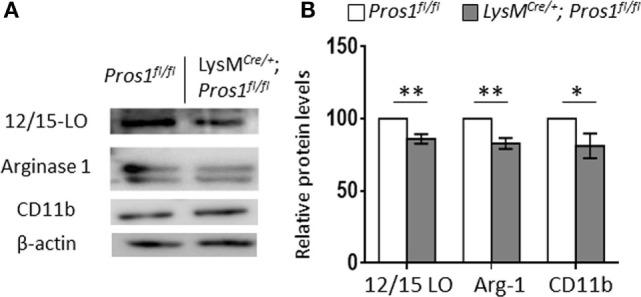 https://cdn.ncbi.nlm.nih.gov/pmc/blobs/8298/5837975/dca75d3cbb72/fimmu-09-00358-g004.jpg