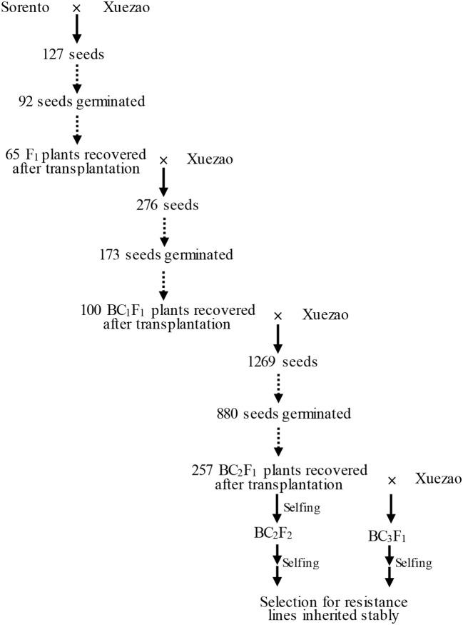 https://cdn.ncbi.nlm.nih.gov/pmc/blobs/82a1/5807375/04894de75e2b/fpls-09-00085-g0001.jpg