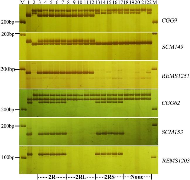 https://cdn.ncbi.nlm.nih.gov/pmc/blobs/82a1/5807375/320d012e5611/fpls-09-00085-g0003.jpg