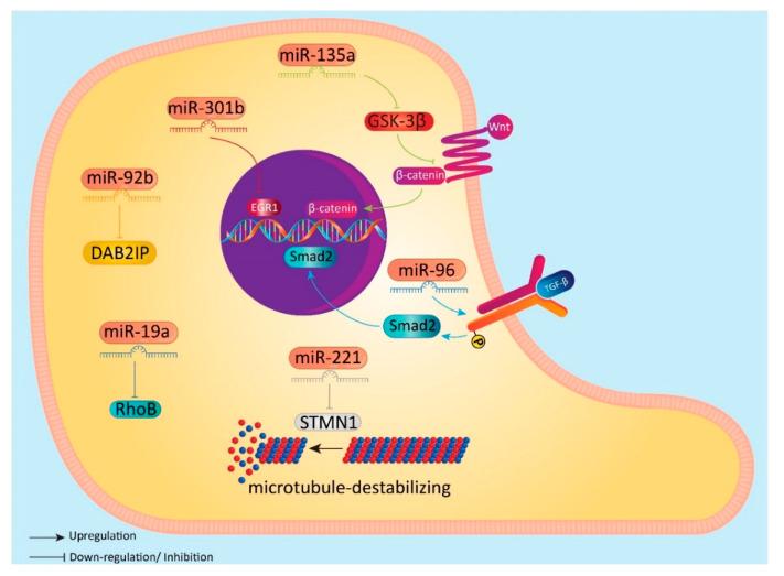 https://cdn.ncbi.nlm.nih.gov/pmc/blobs/82a3/7464913/5bdeae65882d/biomolecules-10-01159-g002.jpg