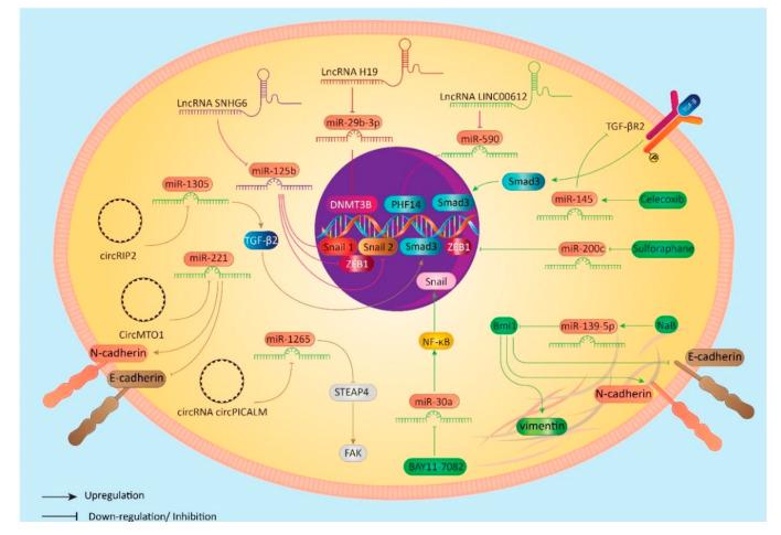 https://cdn.ncbi.nlm.nih.gov/pmc/blobs/82a3/7464913/96be3b5c8b8d/biomolecules-10-01159-g003.jpg