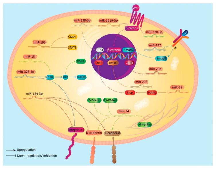 https://cdn.ncbi.nlm.nih.gov/pmc/blobs/82a3/7464913/fe77ec0573a0/biomolecules-10-01159-g001.jpg