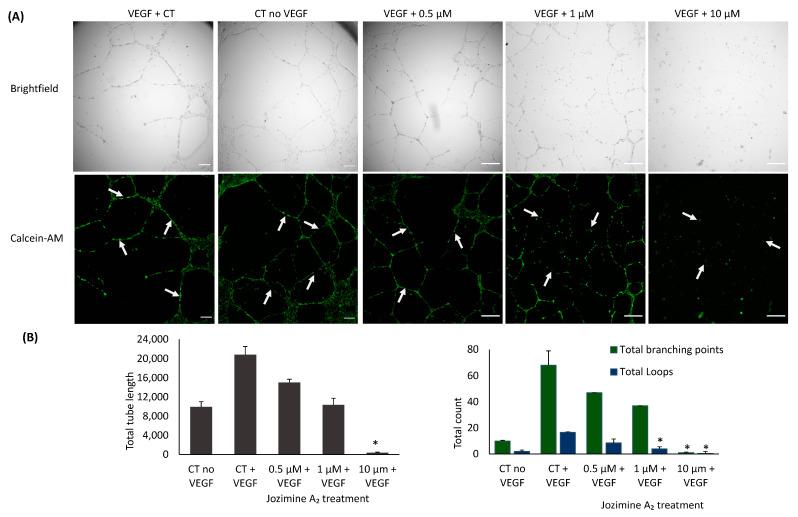 https://cdn.ncbi.nlm.nih.gov/pmc/blobs/82a5/10970593/0754d5579a30/ijms-25-03087-g008.jpg