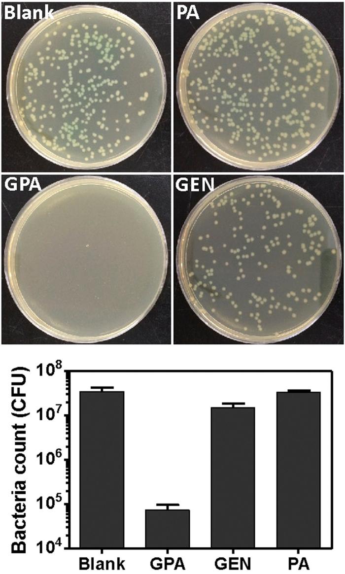https://cdn.ncbi.nlm.nih.gov/pmc/blobs/82a7/4700437/e6819c773262/srep18877-f7.jpg