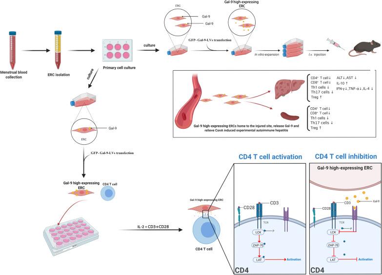 https://cdn.ncbi.nlm.nih.gov/pmc/blobs/82a7/8518235/10258f826940/13287_2021_2604_Fig8_HTML.jpg