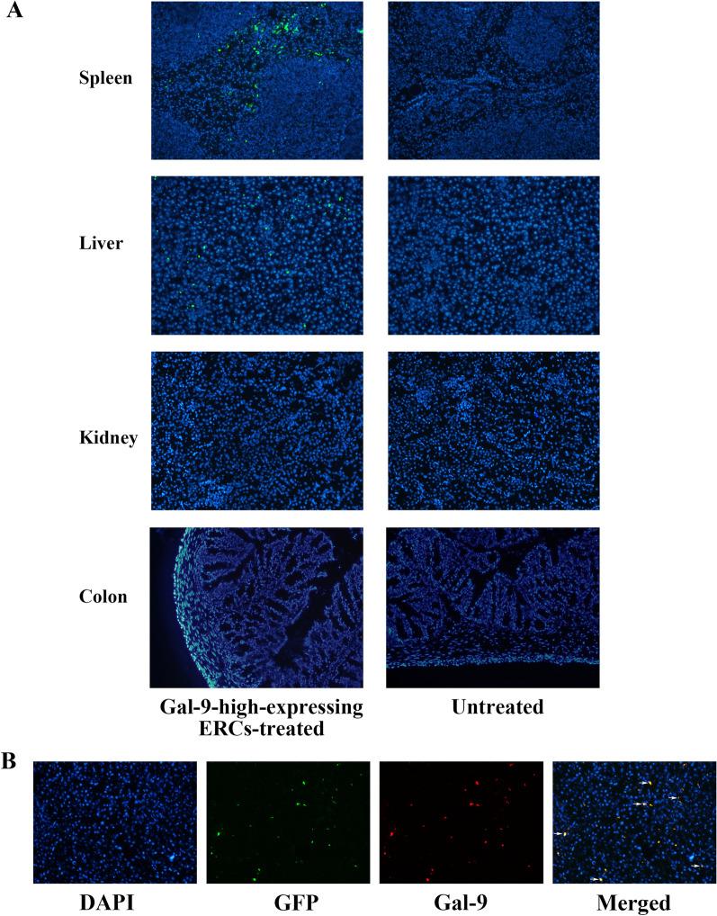 https://cdn.ncbi.nlm.nih.gov/pmc/blobs/82a7/8518235/24188fea2968/13287_2021_2604_Fig6_HTML.jpg