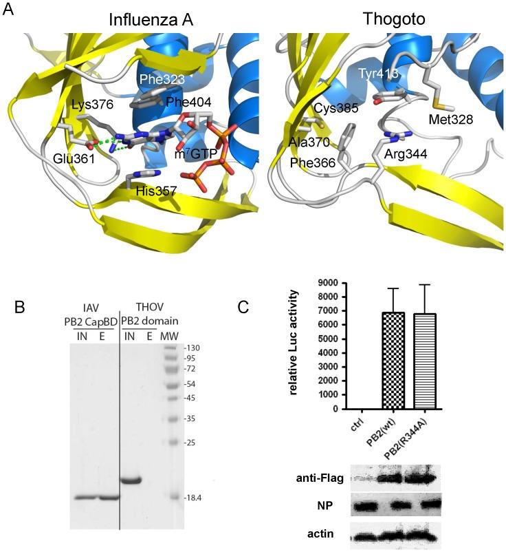 https://cdn.ncbi.nlm.nih.gov/pmc/blobs/82a8/3893164/d8ece4d90487/pone.0084973.g005.jpg