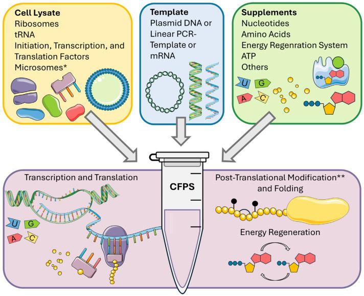 https://cdn.ncbi.nlm.nih.gov/pmc/blobs/82ad/11675919/9b43e6d9975b/ijms-25-13293-g001.jpg