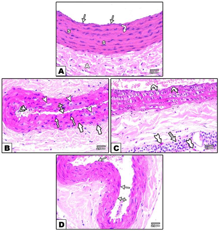 https://cdn.ncbi.nlm.nih.gov/pmc/blobs/82af/8750434/25ccbd55d214/cells-11-00048-g001.jpg