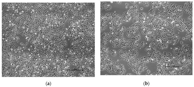 https://cdn.ncbi.nlm.nih.gov/pmc/blobs/82b5/8397977/a028307f1963/polymers-13-02770-g006.jpg
