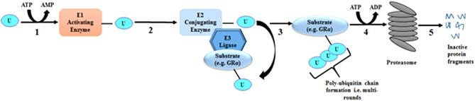 https://cdn.ncbi.nlm.nih.gov/pmc/blobs/82b7/6280593/99c0411f0081/EC-18-0421fig3.jpg