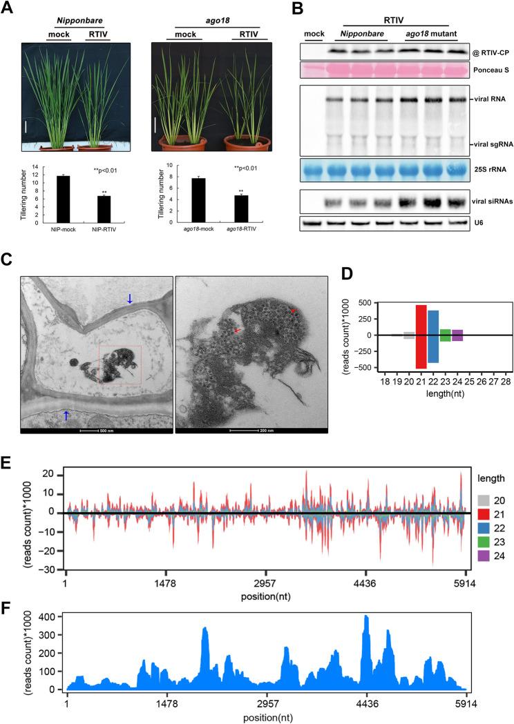 https://cdn.ncbi.nlm.nih.gov/pmc/blobs/82b9/10076042/4437c769d9b5/ppat.1011238.g002.jpg