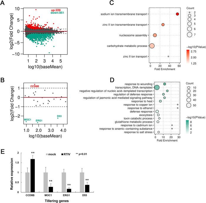 https://cdn.ncbi.nlm.nih.gov/pmc/blobs/82b9/10076042/6c773843cd79/ppat.1011238.g005.jpg