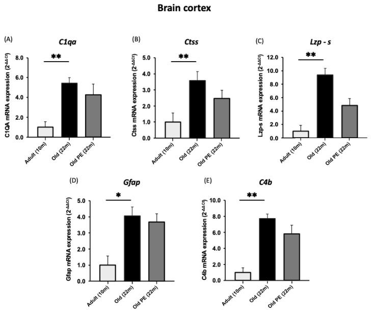 https://cdn.ncbi.nlm.nih.gov/pmc/blobs/82c5/10669012/6f328cf4b83d/antioxidants-12-01991-g006.jpg