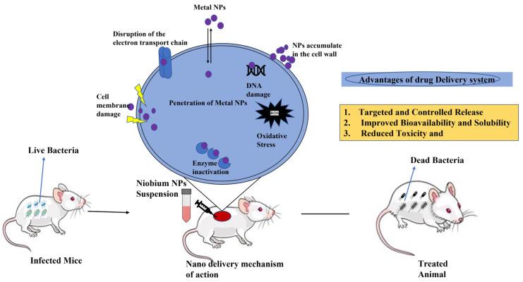 https://cdn.ncbi.nlm.nih.gov/pmc/blobs/82c5/11767879/65edf2579df4/nanomaterials-15-00106-g003.jpg