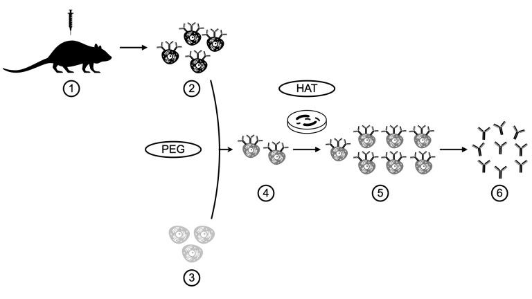 https://cdn.ncbi.nlm.nih.gov/pmc/blobs/82c8/11905782/461797ceb3a6/1853-0605-81-4-804-g001.jpg