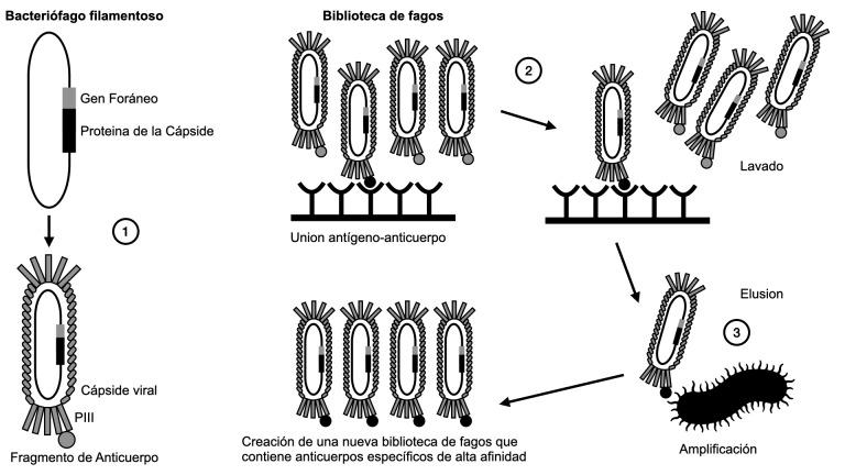 https://cdn.ncbi.nlm.nih.gov/pmc/blobs/82c8/11905782/d459d60d4547/1853-0605-81-4-804-g003.jpg