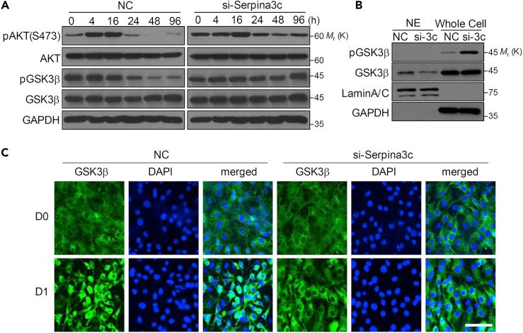 https://cdn.ncbi.nlm.nih.gov/pmc/blobs/82c8/7076559/54fa8c47d816/gr5.jpg