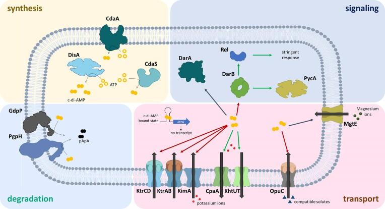 https://cdn.ncbi.nlm.nih.gov/pmc/blobs/82c9/10636490/bef9dfa1c77b/uqad043fig1.jpg