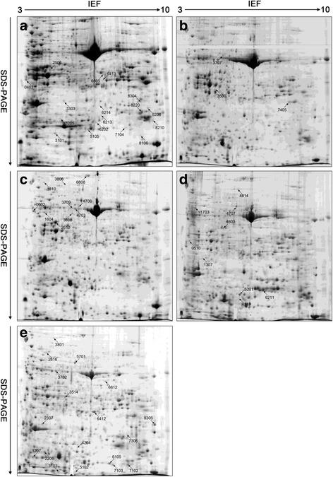 https://cdn.ncbi.nlm.nih.gov/pmc/blobs/82cb/5006382/f3ec76780a31/12870_2016_871_Fig4_HTML.jpg