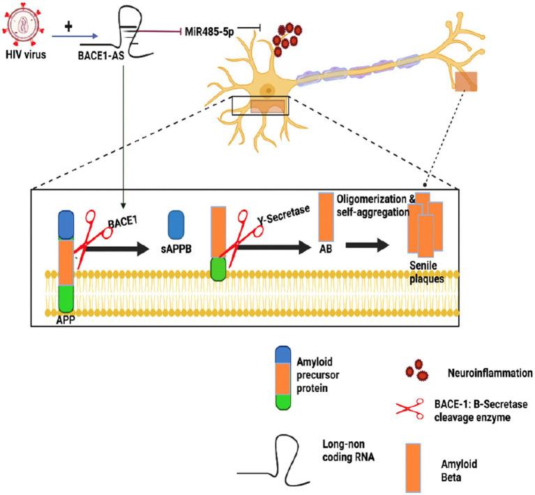 https://cdn.ncbi.nlm.nih.gov/pmc/blobs/82cf/10796784/741ca85f6a6a/fncel-17-1256100-g004.jpg