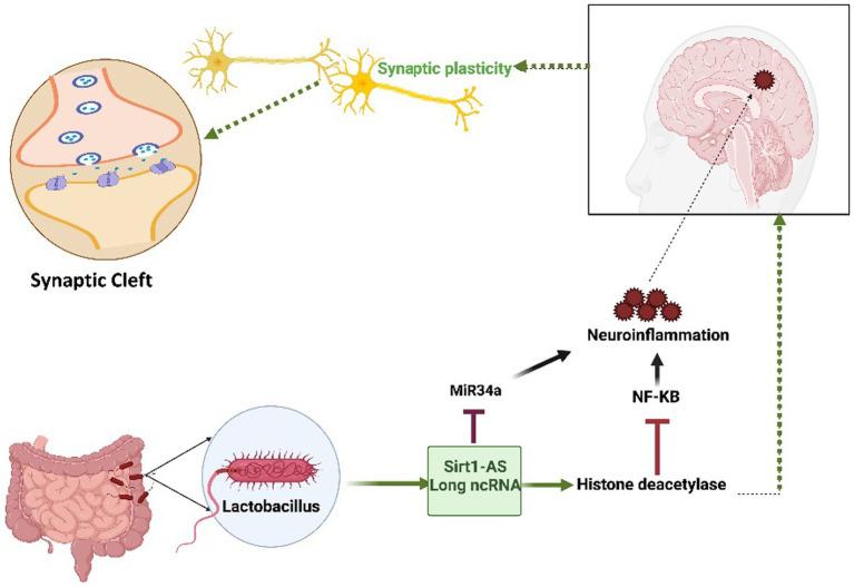 https://cdn.ncbi.nlm.nih.gov/pmc/blobs/82cf/10796784/84642e6e9bb5/fncel-17-1256100-g003.jpg