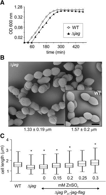 https://cdn.ncbi.nlm.nih.gov/pmc/blobs/82cf/5078927/5f17bed0b9cb/12866_2016_865_Fig7_HTML.jpg