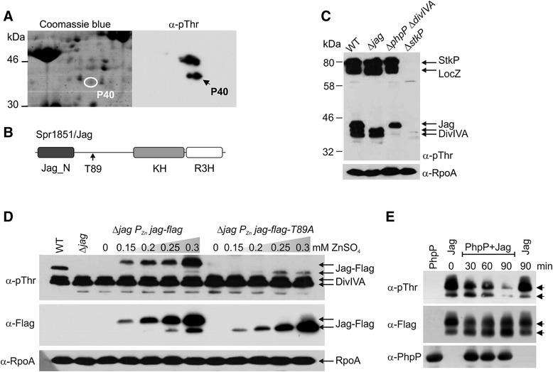 https://cdn.ncbi.nlm.nih.gov/pmc/blobs/82cf/5078927/73ff96ecac71/12866_2016_865_Fig6_HTML.jpg