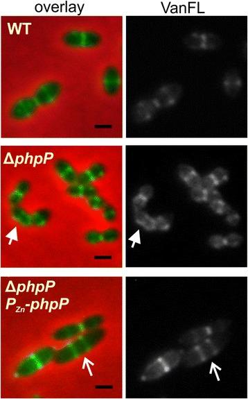 https://cdn.ncbi.nlm.nih.gov/pmc/blobs/82cf/5078927/aa6a0da3624a/12866_2016_865_Fig4_HTML.jpg