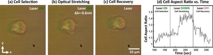 https://cdn.ncbi.nlm.nih.gov/pmc/blobs/82d0/11450221/e91523267327/41467_2024_52273_Fig5_HTML.jpg