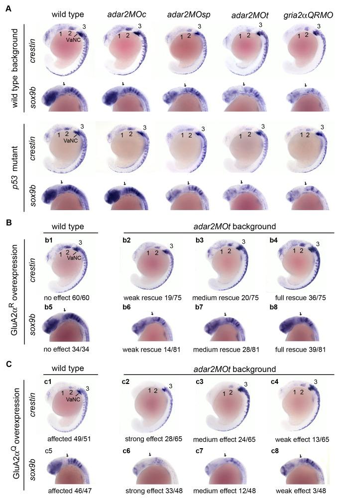 https://cdn.ncbi.nlm.nih.gov/pmc/blobs/82d3/4018279/35564bc58105/pone.0097133.g008.jpg