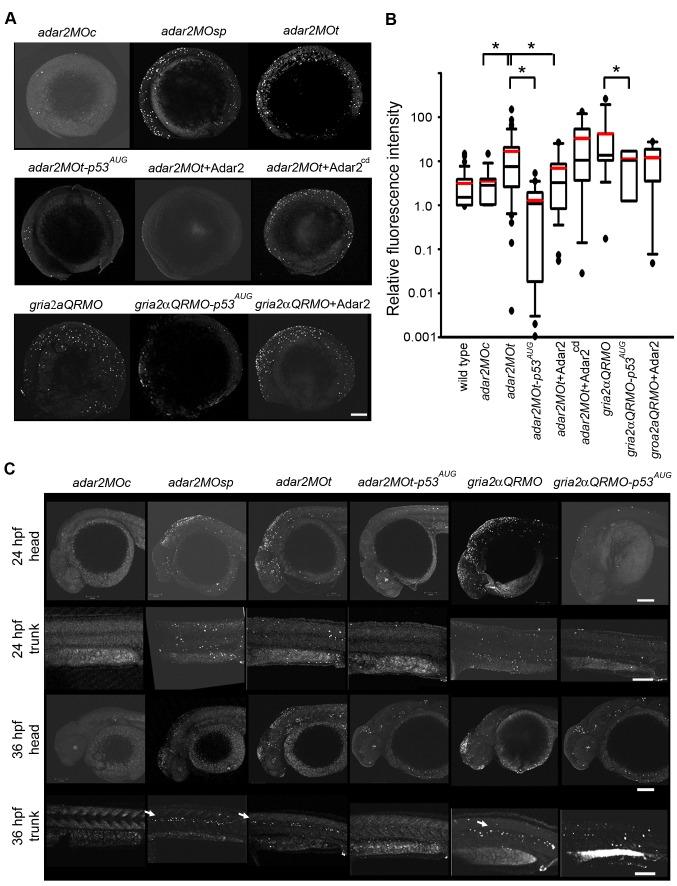 https://cdn.ncbi.nlm.nih.gov/pmc/blobs/82d3/4018279/35ffaf123556/pone.0097133.g004.jpg