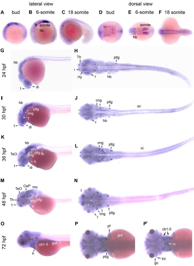 https://cdn.ncbi.nlm.nih.gov/pmc/blobs/82d3/4018279/f639a5d1eb0b/pone.0097133.g001.jpg