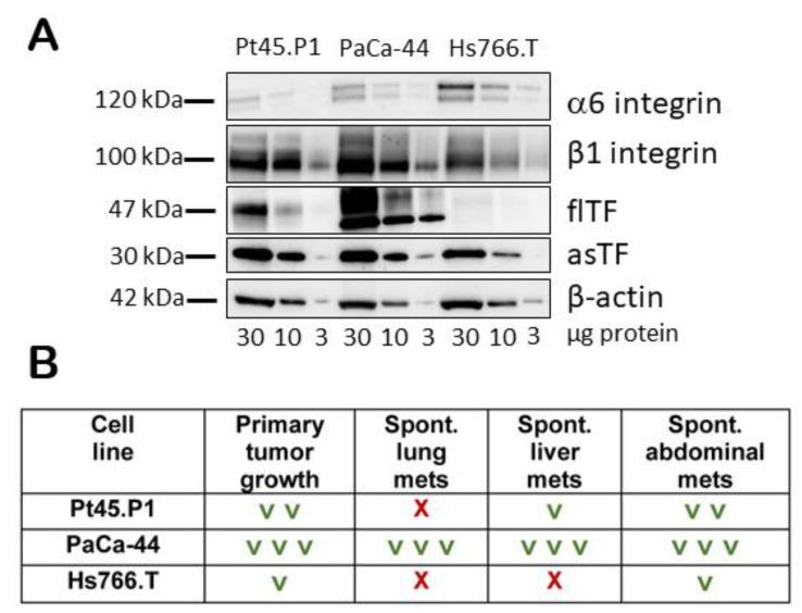 https://cdn.ncbi.nlm.nih.gov/pmc/blobs/82d7/10932375/20fc29912db0/ijms-25-02580-g001.jpg