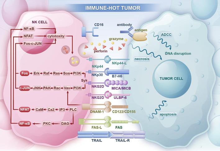 https://cdn.ncbi.nlm.nih.gov/pmc/blobs/82da/12319058/803c1a0b565e/fimmu-16-1612352-g002.jpg