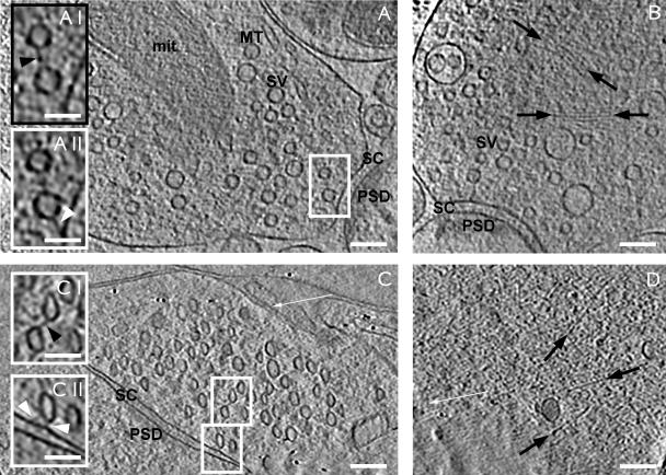 https://cdn.ncbi.nlm.nih.gov/pmc/blobs/82da/2812849/87d8667b6476/JCB_200908082_GS_Fig1.jpg
