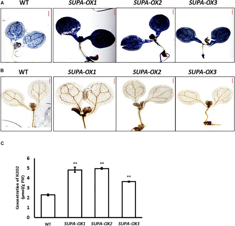 https://cdn.ncbi.nlm.nih.gov/pmc/blobs/82da/7688997/7fa27f38a85c/fpls-11-560985-g005.jpg