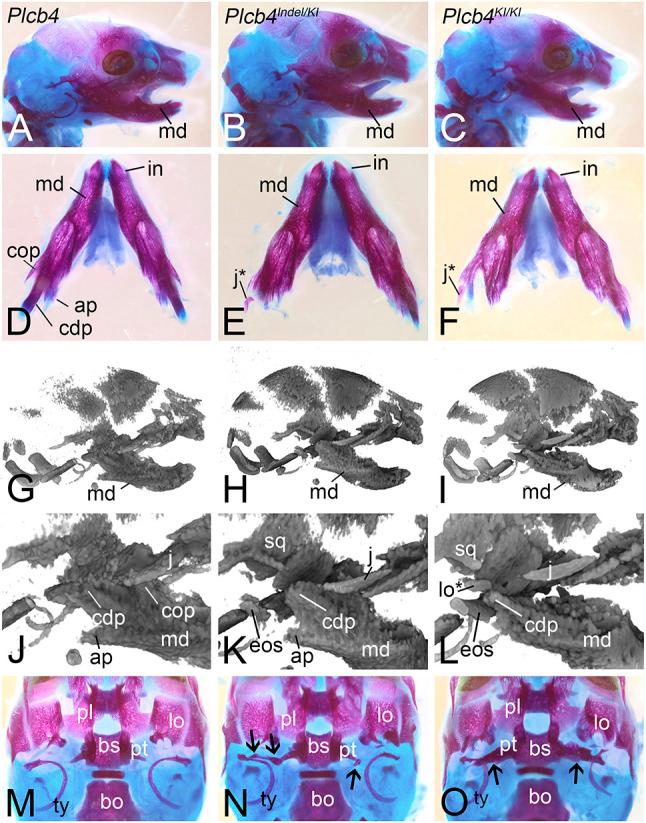 https://cdn.ncbi.nlm.nih.gov/pmc/blobs/82eb/9066496/40a5ce51dda1/dmm-15-049320-g6.jpg