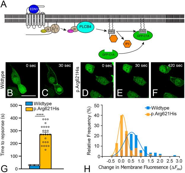 https://cdn.ncbi.nlm.nih.gov/pmc/blobs/82eb/9066496/d9db0d530581/dmm-15-049320-g2.jpg