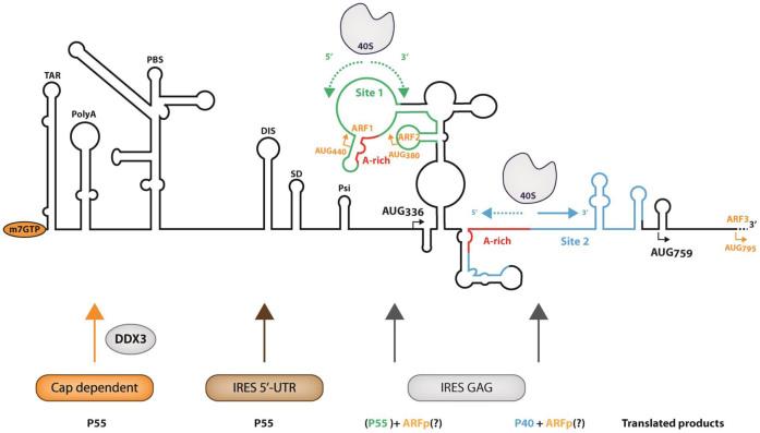 https://cdn.ncbi.nlm.nih.gov/pmc/blobs/82ec/5499600/f0788f1a811c/gkx303fig7.jpg