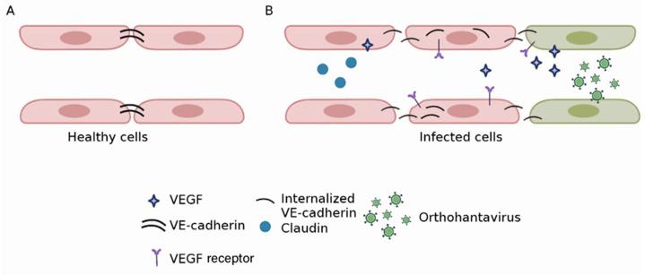 https://cdn.ncbi.nlm.nih.gov/pmc/blobs/82ec/9966805/0e901e133e12/viruses-15-00561-g003.jpg