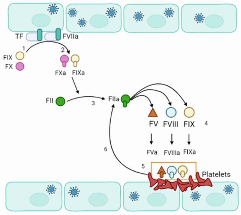 https://cdn.ncbi.nlm.nih.gov/pmc/blobs/82ec/9966805/679b811a0d36/viruses-15-00561-g004.jpg