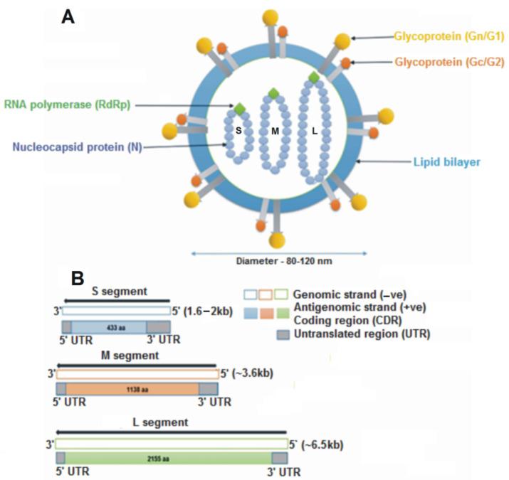 https://cdn.ncbi.nlm.nih.gov/pmc/blobs/82ec/9966805/a5b3ec97fb29/viruses-15-00561-g001.jpg