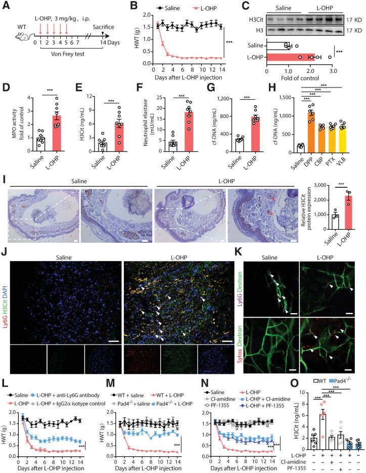 https://cdn.ncbi.nlm.nih.gov/pmc/blobs/82ed/9716254/a0e604e9e350/1542fig1.jpg