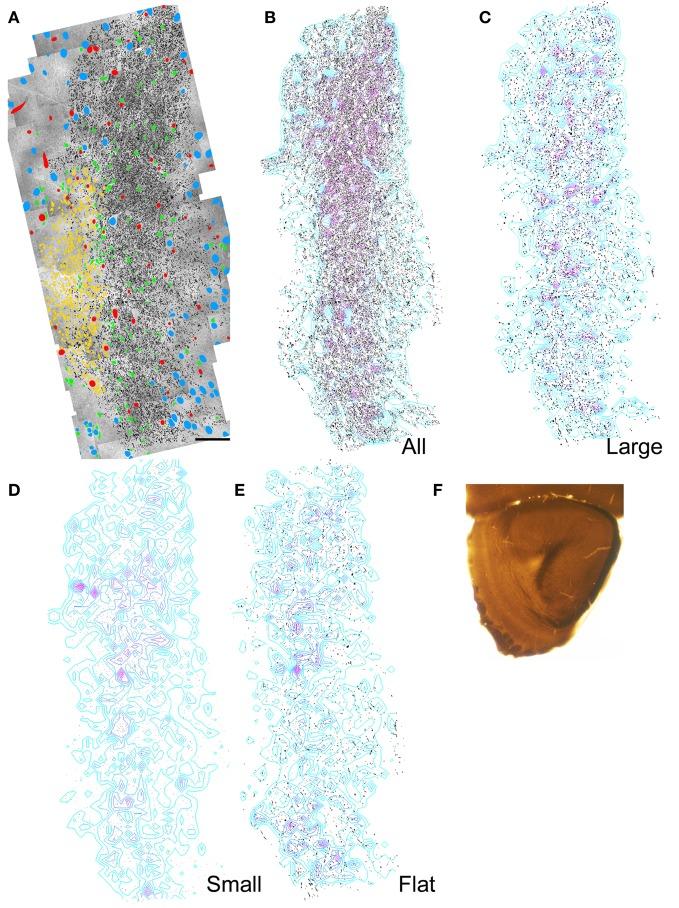 https://cdn.ncbi.nlm.nih.gov/pmc/blobs/82f0/3555037/b17429e371d6/fnana-06-00051-g0004.jpg