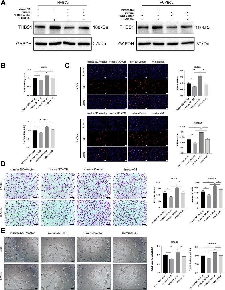 https://cdn.ncbi.nlm.nih.gov/pmc/blobs/82f2/11155164/ae405ba44106/13062_2024_485_Fig8_HTML.jpg