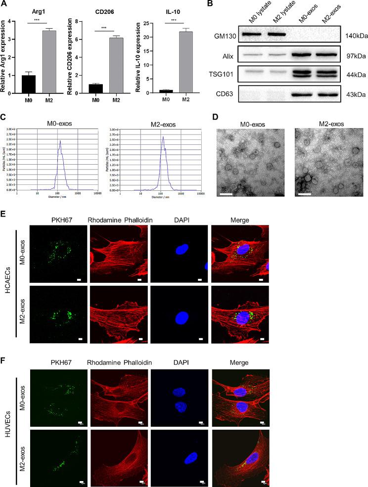 https://cdn.ncbi.nlm.nih.gov/pmc/blobs/82f2/11155164/b86195e4814d/13062_2024_485_Fig5_HTML.jpg